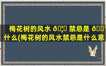 梅花树的风水 🦅 禁忌是 🐳 什么(梅花树的风水禁忌是什么意思)